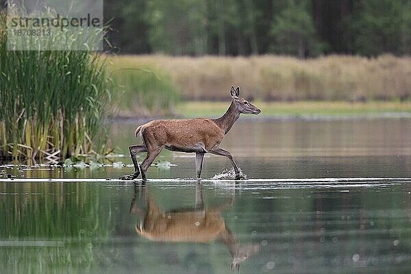 Rothirsch (Cervus elaphus)  weiblich  der im Sommer durch das seichte Wasser eines Teiches am Waldrand läuft