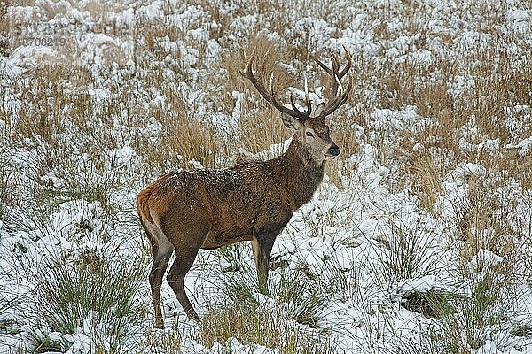 Rothirsch (Cervus elaphus) im Schnee im Winter  Deutschland  Europa