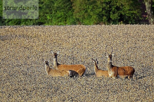 Rothirsch (Cervus elaphus)  Junghirsch  Weibchen  Hirschkuh und zwei Kälber bei der Futtersuche im Weizenfeld  Maisfeld am Waldrand im Sommer