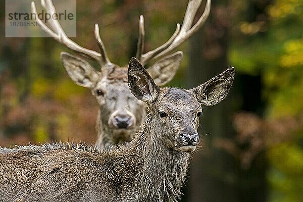 Rothirsch (Cervus elaphus)  weiblich  Hirsch  Männchen im Herbstwald in den Ardennen während der Jagdsaison