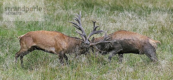Zwei brünstige Rothirsch (Cervus elaphus) kämpfen während eines heftigen Paarungskampfes auf einer Wiese am Waldrand während der Herbstbrunst mit ihren Geweihstangen