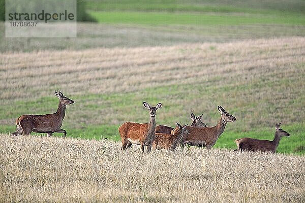 Rothirsch (Cervus elaphus)  junge Hirschkühe mit Kalb bei der Futtersuche in einem Weizenfeld  Maisfeld im Sommer