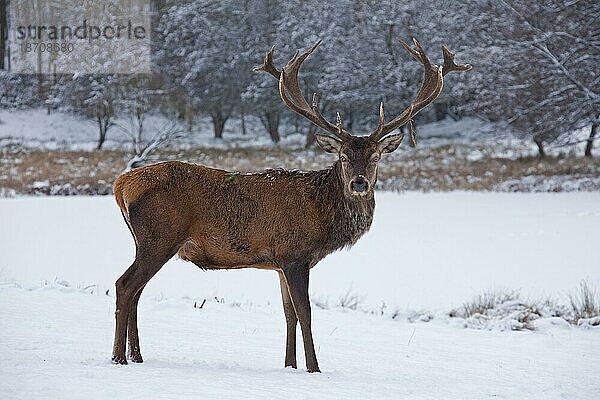 Rothirsch (Cervus elaphus) im Schnee im Winter  Deutschland  Europa