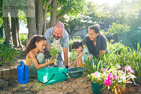 Glückliche Familie pflanzt Blumen im sonnigen Sommergarten