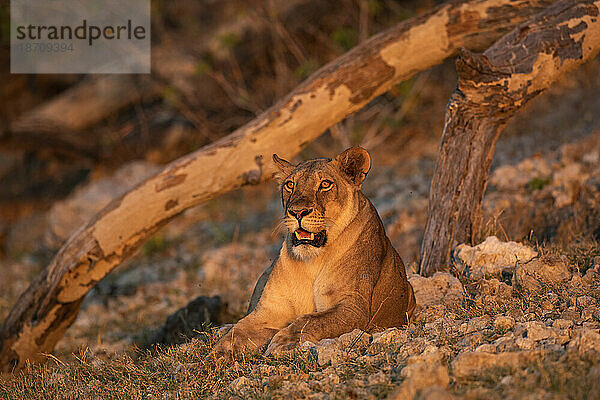 Löwin (Panthera leo)  Chobe-Nationalpark  Botswana  Afrika