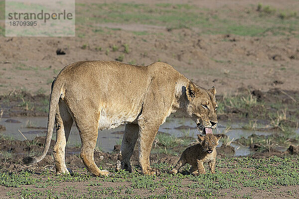 Löwin (Panthera leo) mit Jungtier  Mashatu Game Reserve  Botswana  Afrika