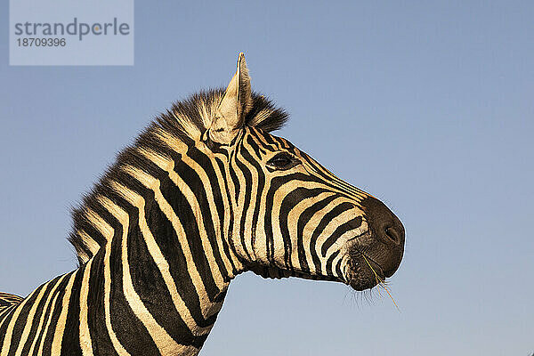 Steppenzebra (Equus quagga burchellii)  Zimanga Game Reserve  KwaZulu-Natal  Südafrika  Afrika