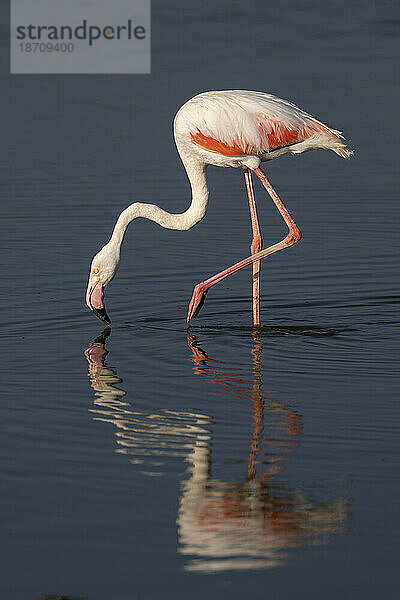 Rosaflamingo (Phoeniconaias roseus)  Amboseli-Nationalpark  Kenia  Ostafrika  Afrika