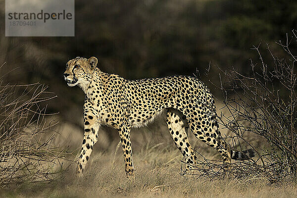 Gepard (Acinonyx jubatus)  Kgalagadi Transfrontier Park  Nordkap  Südafrika
