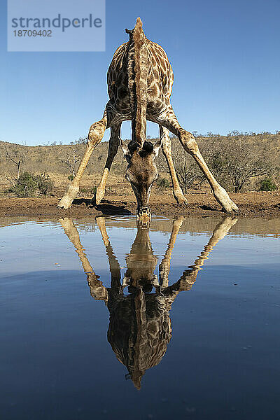 Giraffe (Giraffa camelopardalis) trinkt  Zimanga Game Reserve  KwaZulu-Natal  Südafrika  Afrika