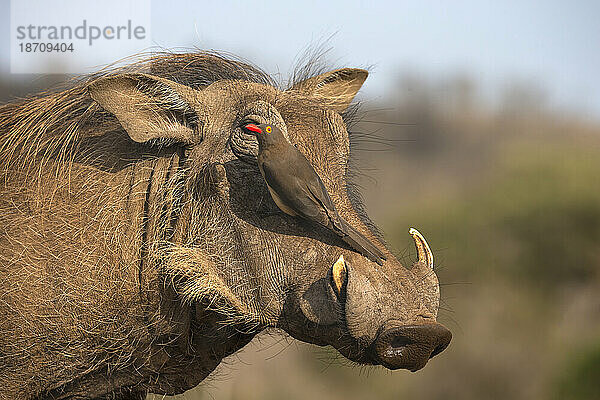 Rotschnabel-Madenhacker (Buphagus erythrorynchus) auf Warzenschwein (Phacochoerus africanus)  Zimanga-Wildreservat  Südafrika  Afrika