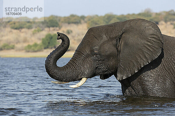 Afrikanischer Elefant (Loxodonta africana)  Chobe Nationalpark  Botswana  Afrika