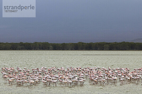 Zwergflamingos (Phoeniconaias Minor)  Amboseli-Nationalpark  Kenia  Ostafrika  Afrika