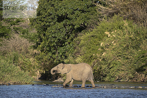 Afrikanischer Elefant (Loxodonta africana)  privates Wildreservat Zimanga  KwaZulu-Natal  Südafrika  Afrika