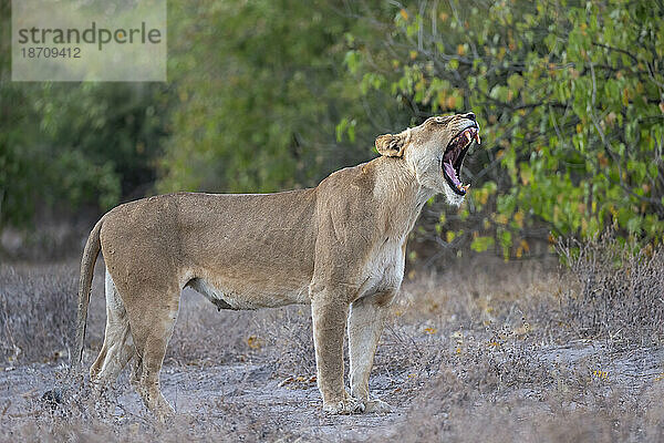 Löwin (Panthera leo)  Chobe-Nationalpark  Botswana  Afrika