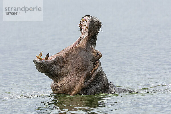 Nilpferd (Hippopotamus amphibius) gähnt  Krüger Nationalpark  Südafrika  Afrika