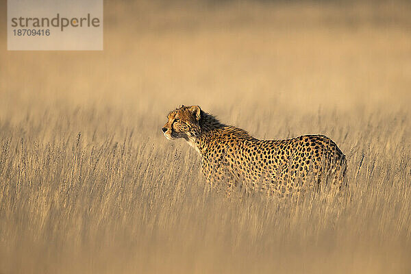 Gepard (Acinonyx jubatus). Kgalagadi Transfrontier Park  Nordkap  Südafrika  Afrika