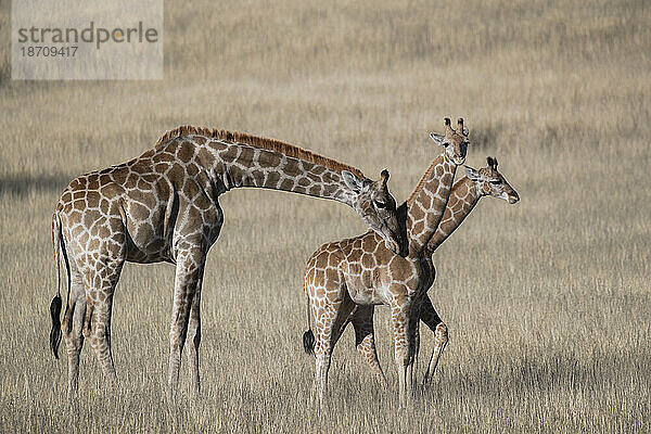 Giraffen (Giraffa camelopardalis)  Kgalagadi Transfrontier Park  Nordkap  Südafrika  Afrika