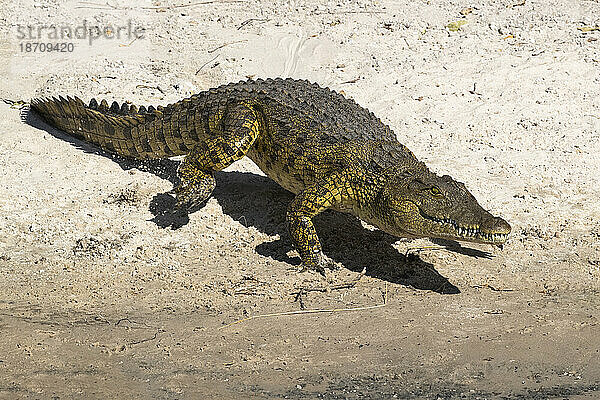 Nilkrokodil (Crocodylus niloticus)  Chobe River  Botswana  Afrika