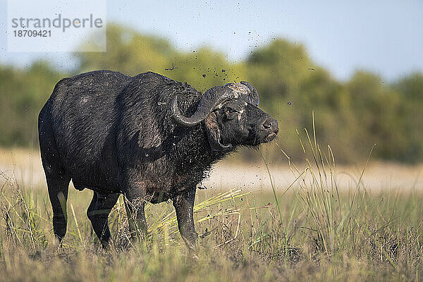 Kapbüffel (Syncerus caffer)  Chobe-Nationalpark  Botswana  Afrika