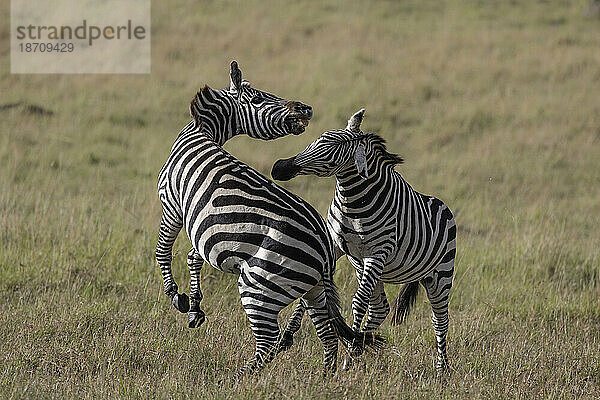 Steppenzebra (Equus quagga boehmi) im Kampf  Masai Mara  Kenia  Ostafrika  Afrika