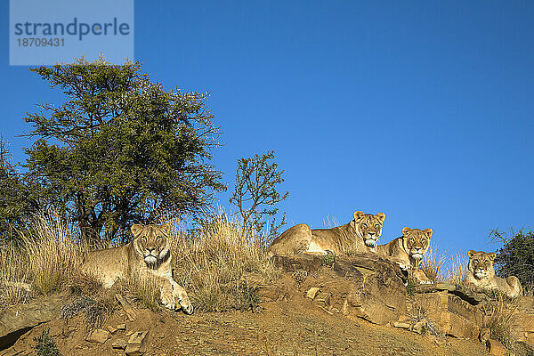 Löwen (Panthera leo)  Mountain Zebra National Park  Südafrika  Afrika