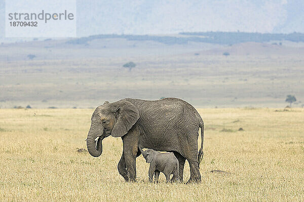 Afrikanischer Elefant (Loxodonta africana) säugendes Kalb  Masai Mara  Kenia  Ostafrika  Afrika