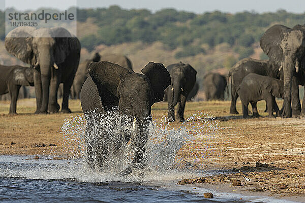 Afrikanische Elefanten (Loxodonta africana)  Chobe Nationalpark  Botswana  Afrika