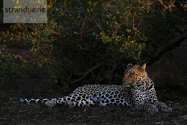 Leopard (Panthera pardus)  Mashatu Game Reserve  Botswana  Afrika