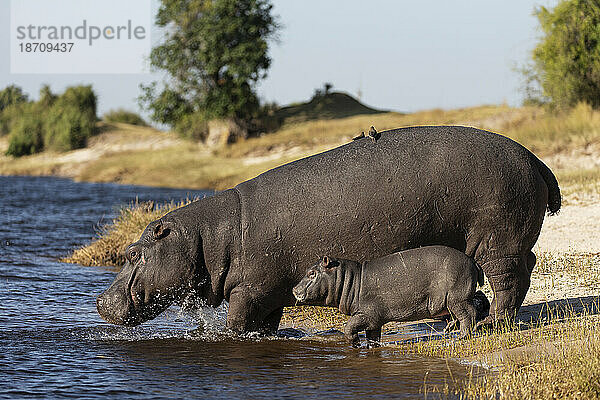 Nilpferd (Hippopotamus amphibius) mit Kalb  Chobe-Nationalpark  Botswana  Afrika