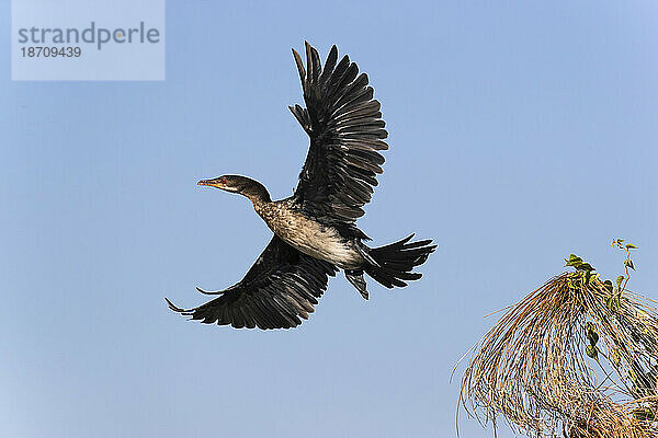 Schilfkormoran (Microcarbo africanus)  Chobe-Nationalpark  Botswana  Afrika