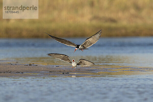 Afrikanische Skimmer (Rynchops flavirostris)  Chobe-Nationalpark  Botswana  Afrika