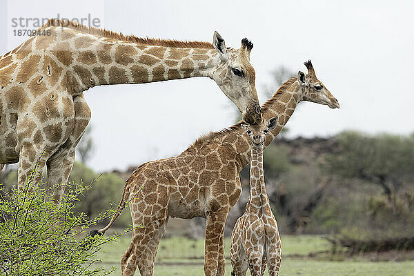 Giraffe (Giraffa camelopardalis) beruhigendes Kalb  Mashatu Game Reserve  Botswana  Afrika