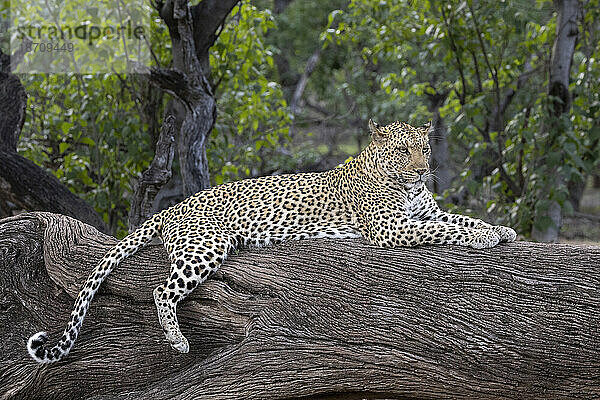 Leopard (Panthera pardus)  Mashatu Game Reserve  Botswana  Afrika