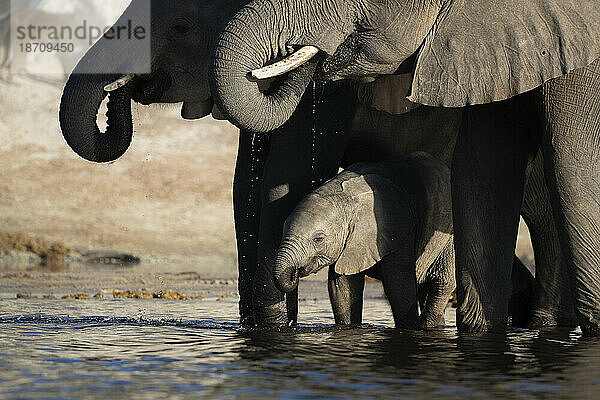 Afrikanischer Elefant (Loxodonta africana) Kalb trinkend  Chobe Nationalpark  Botswana  Afrika