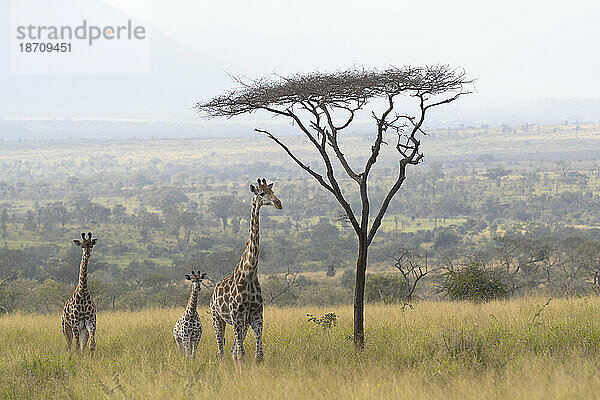 Giraffen (Giraffa Camelopardalis)  Zimanga Wildreservat  KwaZulu-Natal  Südafrika  Afrika