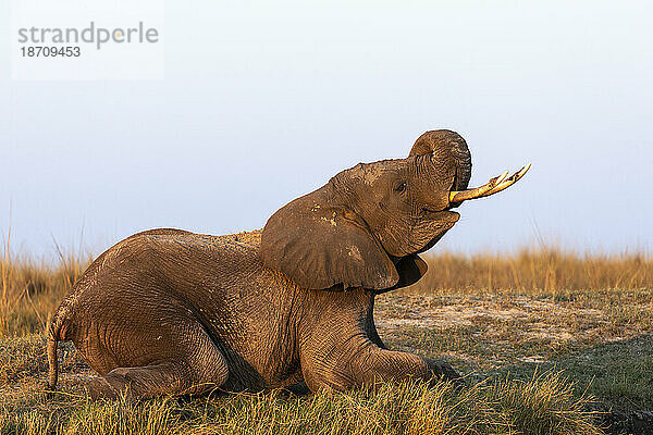 Afrikanischer Elefant (Loxodonta africana)  Chobe Nationalpark  Botswana  Afrika