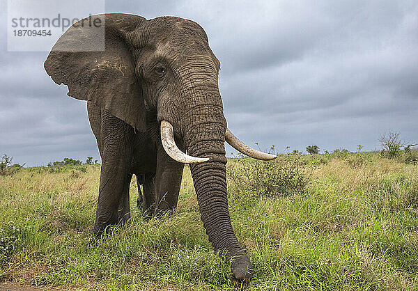 Afrikanischer Elefantenbulle (Loxodonta africana)  Krüger Nationalpark  Südafrika  Afrika