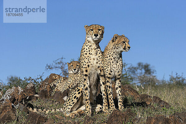 Gepard (Acinonyx jubatus). Privates Wildreservat Zimanga  KwaZulu-Natal  Südafrika  Afrika