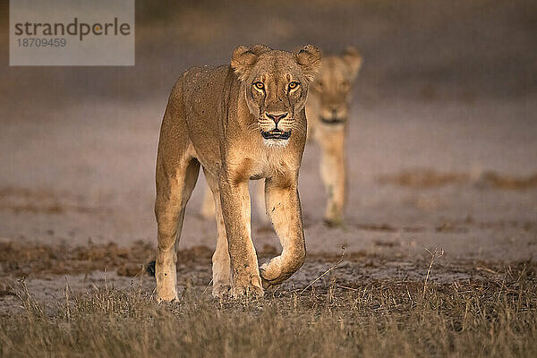 Löwen (Panthera leo)  Chobe-Nationalpark  Botswana  Afrika
