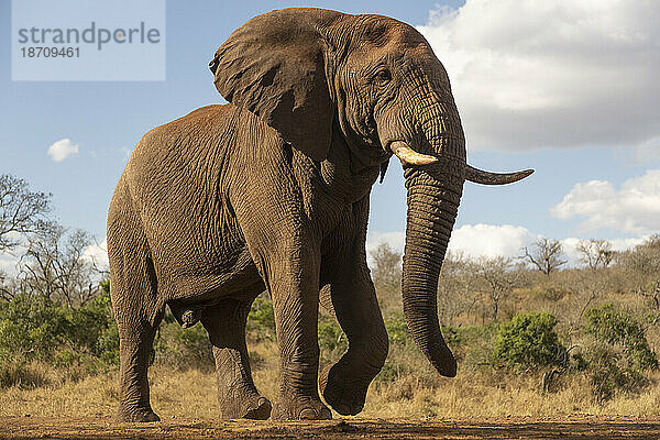 Afrikanischer Elefantenbulle (Loxodonta africana)  privates Wildreservat Zimanga  KwaZulu-Natal  Südafrika