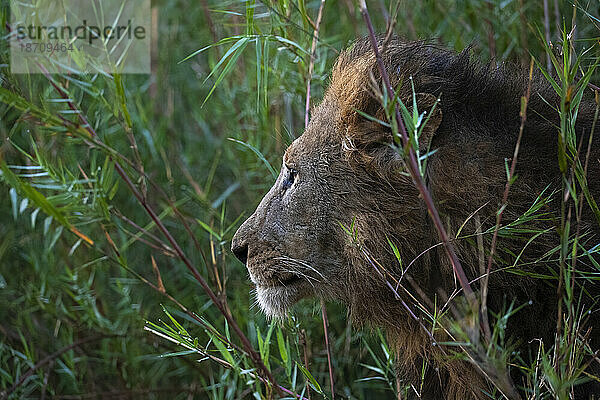 Löwe (Panthera leo)  privates Wildreservat Zimanga  KwaZulu-Natal  Südafrika  Afrika