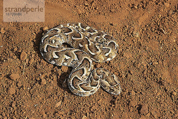 Puffotter (Bitis arietans)  Zimanga Game Reserve  KwaZulu-Natal  Südafrika  Afrika