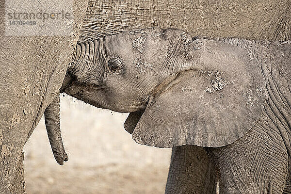 Afrikanischer Elefant (Loxodonta africana) säugendes Kalb  Chobe-Nationalpark  Botswana  Afrika