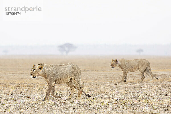 Löwen (Panthera leo)  Amboseli-Nationalpark  Kenia  Ostafrika  Afrika