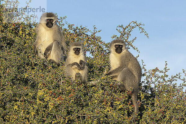 Grüne Meerkatzen (Chlorocebus pygerythrus)  Mountain Zebra National Park  Eastern Cape  Südafrika  Afrika