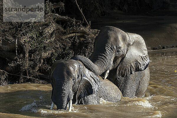 Afrikanische Elefanten (Loxodonta africana) beim Baden  Mashatu Game Reserve  Botswana  Afrika