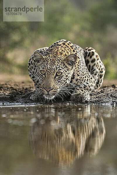 Leopard (Panthera pardus) trinkt  privates Wildreservat Zimanga  KwaZulu-Natal  Südafrika  Afrika