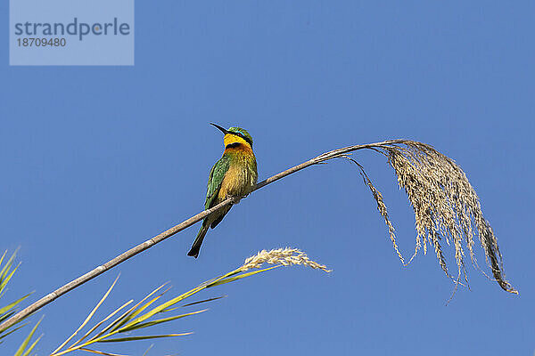 Kleiner Bienenfresser (Merops pusillus)  Chobe-Nationalpark  Botswana  Afrika