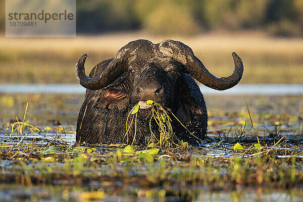 Kapbüffel (Syncerus caffer) ernährt sich im Fluss  Chobe Nationalpark  Botswana  Afrika